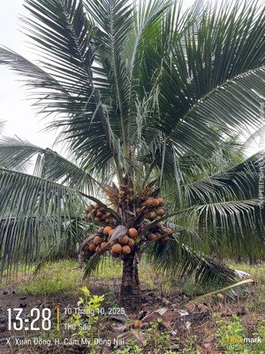 bán đất đẹp xuân đông, 15 tỷ vnd, 20000 m2, pháp lý đầy đủ