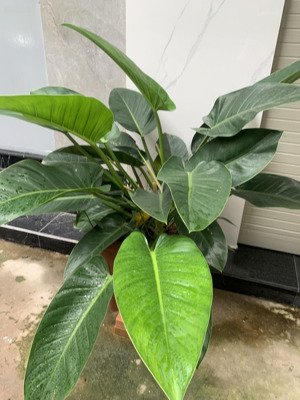 bán nhà đẹp tuyệt vời mới keng nhìn mê ly từng cm tâm huyết mà cần phải bán