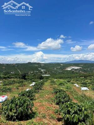 ĐẤT VƯỜN SẴN NGUỒN THU VIEW ĐỈNH TẠI ĐINH VĂN LÂM HÀ