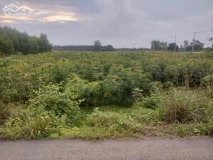 1 xẹt, Mỹ Xuân Tóc Tiên, Phú Mỹ, Vũng Tàu 10*53=530M2, 40TC, chỉ 2.6 tỷ