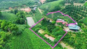 đoan hùng phú thọ mảnh đất nghỉ dưỡng 2000m2 trồng full bưởi chỉ 750 tr sẵn sổ có ao và nhà sẵn ở