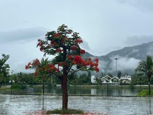 bán đất nền dự án golden bay, 3,6 tỷ, 126m2, cam ranh, khánh hòa, chính chủ hot!