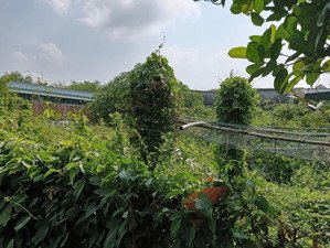 bán đất đẹp tại bưng ông thoàn, phú hữu, q9, hcm giá 13 tỷ, 269m2