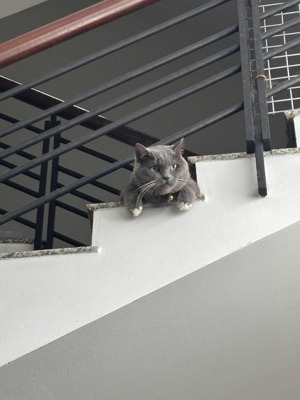 biệt thự mini, có cây - có sân - có nắng, 90m2, 4 tầng yên tĩnh. xe hơi đậu trong nhà.