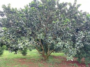 bán khoảng 3 sào 4 (3391m2) đất xã láng lớn, huyện châu đức, brvt. giá 4 tỷ 069tr