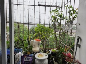 bán 2 căn ccmn sổ hồng chung từng căn - thoáng đẹp - khương hạ, khương trung