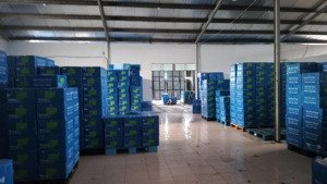 cho thuê kho xưởng 500m2 một sẹc đường nguyễn thị lắng, tân phú, củ chi