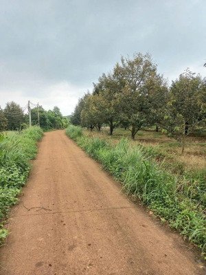 bán nhanh lô đất hơn 5,5ha mặt tiền đường bê tông rộng rãi, giá chỉ 15,9 tỷ