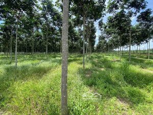 đất đẹp xã an bình cũ gần kcn vsip4 phú giáo, bình dương