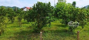 chính chủ cần bán đất vườn, siêu đẹp ở khánh phú, khánh vĩnh, khánh hòa