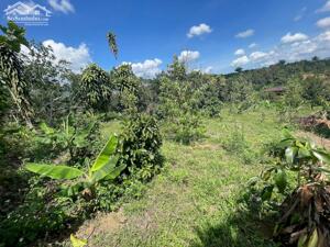 Bán đất nền view nghỉ dưỡng Quốc Lộ 55, Lộc Nam, Bảo Lâm, Lâm Đồng, giá cực chất 799 triệu, 310 m2.