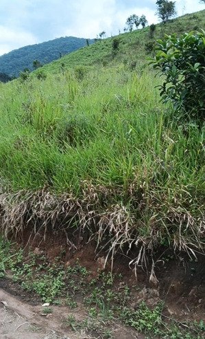 3.3 hecta đất vườn đẹp, giá 3.3 tỷ