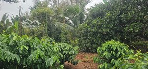 bán 1 sào đất đỏ cây lâu năm láng lớn, 28.8m mặt đường