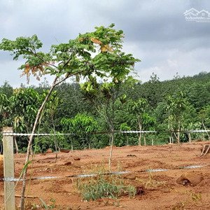 bán 1.211,9m² đất vườn tân phước đồng phú có rào, trồng cây ăn trái, gần đường tránh dt753