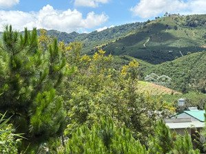 6000m² đất qh thổ cư mặt tiền b''lao xê rê, view 360, khu dân cư hiện hữu, phường 3, tp bảo lộc