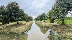 bán 7.200 m2 đất sầu riêng mặt tiền tl 926 phong điền