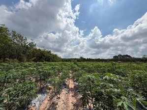 cần bán gấp lô đất xã thạnh đức,gò dầu, tây ninh 1200m2 giá 1 tỷ