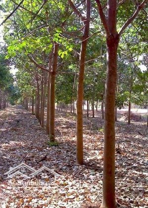 bán 1 hecta cao su xã dầu tiếng - tp hồ chí minh.
đường định thành 09 - dh 730