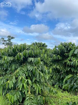 BÁN GẤP 2,9HA ĐẤT MẶT TIỀN BÊ TÔNG XÃ NHÂN CƠ. ĐANG CÓ NGUỒN THU TỐT