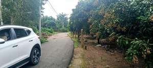 vườn nhãn thái 1003m2 phủ hồng đất ở 980tr