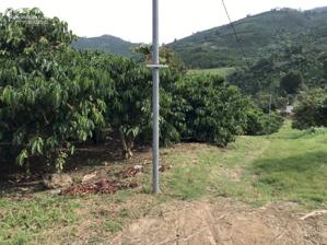 1.2hec cafê đại lào P3 Bảo Lộc.