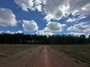 chú 7 cần tiền bán gấp lô đất sào hơn 2000m2 tại đồng phú bình phước, 420tr shr