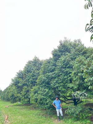 bán vội vàng mảnh vườn sầu riêng 7 năm tuổi, liên hệ ngay: 077647203