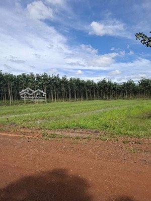 đất nền phân lô sổ sẵn tại khu cn minh thắng, chơn thành bình phước