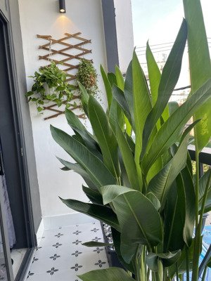 lê trọng tấn - phạm đăng giảng - xe hơi sát cửa - 82m2 (5,5x15m) - 2 tầng