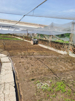 đất cần bán gấp đang cho thuê trồng rau