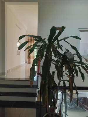 lô mặt tiền hồ sỹ dương, 2 tầng, nguyên zin nở hậu view công viên giá đẹp