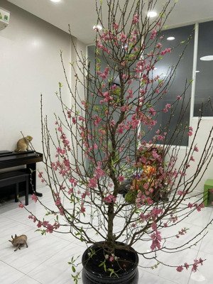 bán gấp nhà phố 4 tầng kdc đại phúc đường phạm hùng