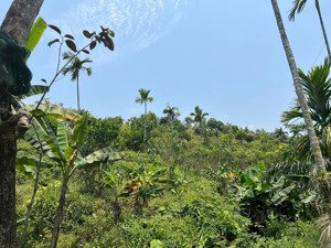 bán lô đất vườn diện tích lớn hòa ninh, hòa vang, đà nẵng, giá chỉ 10,5 tỷ, lh 