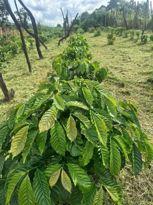 bán lô đất trồng full cà phê và sầu riêng giá cực rẻ chỉ 135tr/1000m2