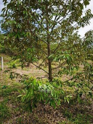 bán đất + vườn sầu riêng, 10000m có 150m mặt tiếm đường nhụa giá 3,7tỷ