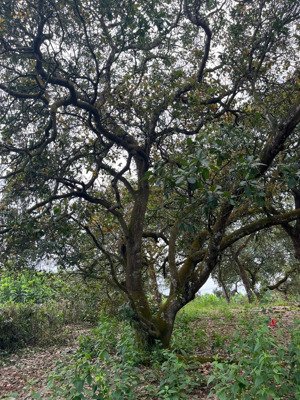 bán gấp lô đất 1200m2 vườn điều - trái cây cổ thụ - suối chảy quanh năm - ngang 20m