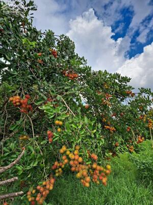 EM CÓ MẢNH ĐẤT VƯỜN CÂY ĂN TRÁI LÂU NĂM 1000M2 GIÁP SUỐI - GẦN SÂN BAY LONG THÀNH - VIEW HỒ TRỊ AN.