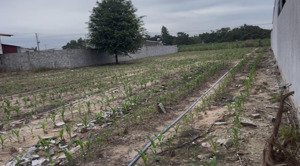 siêu phẩm đất hắc dịch tp phú mỹ 10x60m có thổ cư giá chỉ 5tr5/m2 phù hợp làm kho xưởng nhà vườn