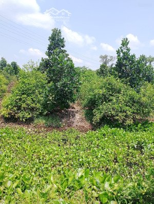 bán đất tại thiện trung, cái bè, tiền giang 39 tỷ, 39540 m2