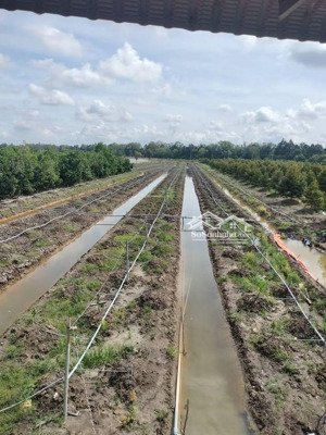 bán 10 công lúa lên vườn mít tại ấp mỹ tường, thiện trung, cái bè, tiền giang, giá 13 tỷ vnd