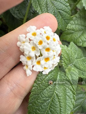 bán lô đất biệt thự khu đô thị phước long. giá 56 triệu/m2 - dt240m2 - mặt tiền 12m hướng tây bắc