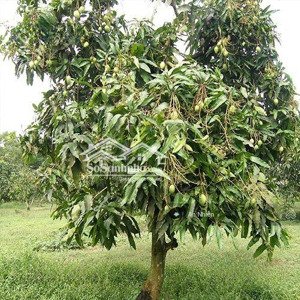 mảnh vườn gần khu nghỉ dưỡng, chủ đang cần bán gấp giá 400tr