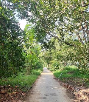 Bán vườn Sapo ấp hội Kim Sơn, Tiền Giang cũ.