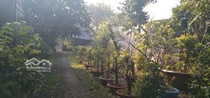 bán nhà vườn 2200m có 680m thổ cư, đường xe hơi vào tới nhà.