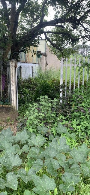 bán đất xã thái mỹ, củ chi,hồ chí minh 253m2, giá 1.3 tỷ