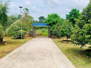 CHÍNH CHỦ CẦN BÁN LÔ ĐẤT VƯỜN SẦU RIÊNG ĐANG CHO THU HOẠCH NGAY NHA BÍCH, CHƠN THÀNH, BÌNH PHƯỚC