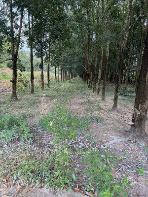 hàng hiếm gần ngã 4 chơn thành 2,65 tỷ, 5300 m2 đất thổ cư, có cao su