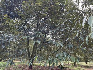 chính chủ bán 100m2 thổ cư tặng kèm 3000m2 vườn làm nhà vườn đẹp giá rẻ