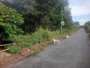 đất long phước đối diện kcn bàu cạn - tân hiệp, đường nhựa, shr thổ cư