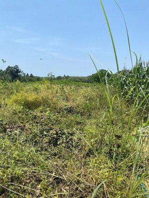 ngộp bank cần bán gấp thửa đất 94 và 95 tbđ 3 tại xã nam cát tiên, huyện tân phú, tỉnh đồng nai